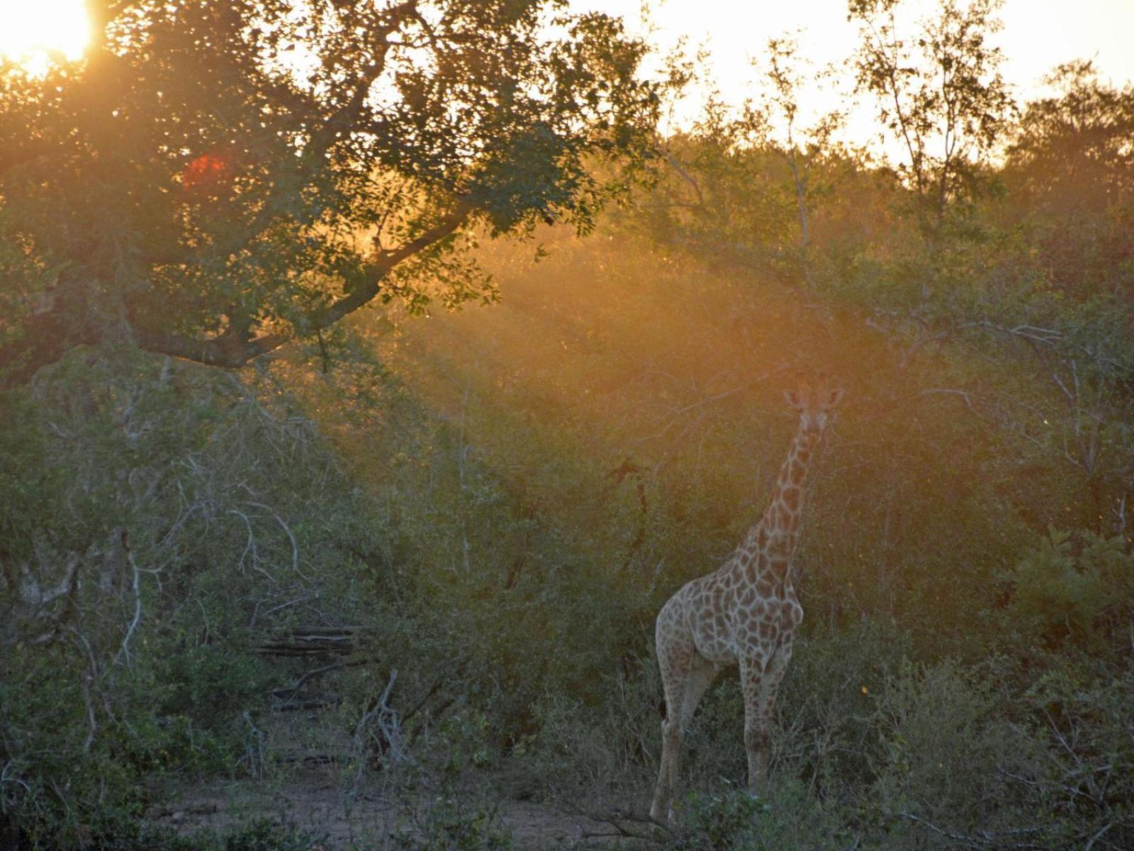 Croc Orvyll'S Kruger Lodge Марлот-Парк Экстерьер фото